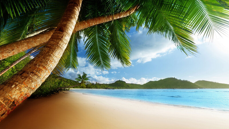 Palm Tree on Beach — Green, Serene, Afternoon, Photograph