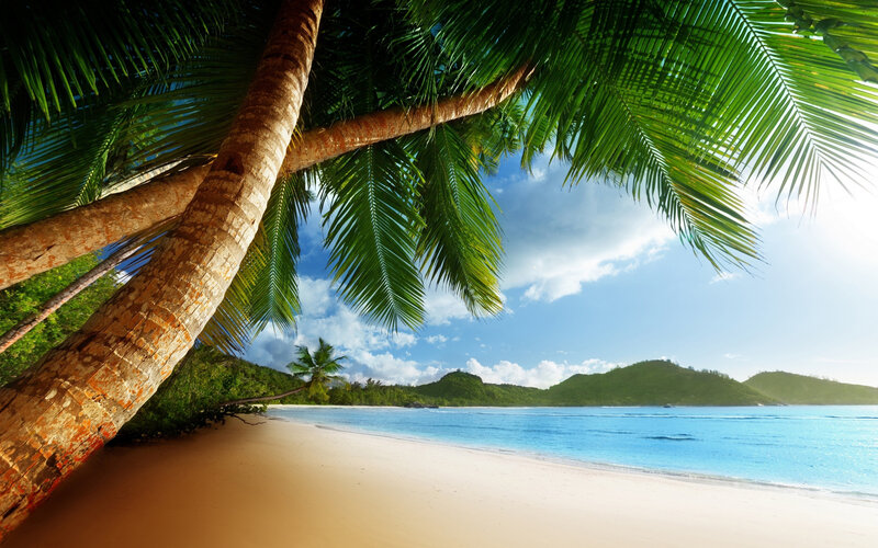 Palm Tree on Beach — Green, Serene, Afternoon