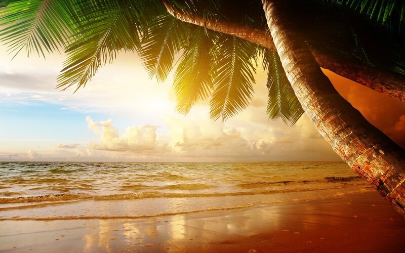 Palm Tree on Beach — Green, Serene, Sunset, Photograph, Ocean