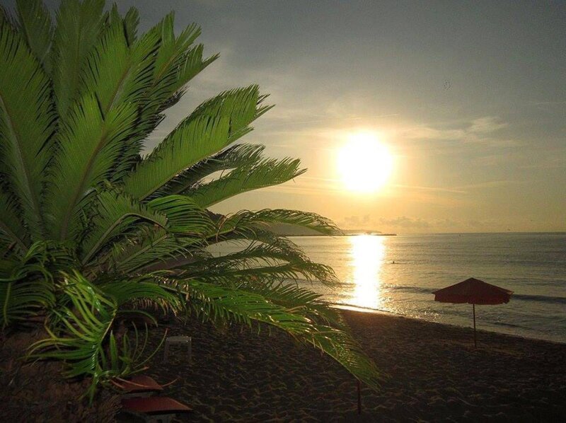 Palm Tree on Beach — Green, Serene, Sunset, Photograph, Sun