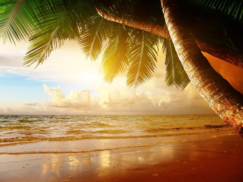 Palm Tree on Beach — Green, Serene, Sunset, Photograph