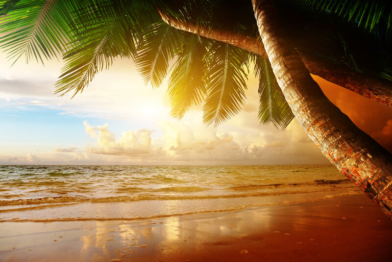 Palm Tree on Beach — Green, Serene, Sunset