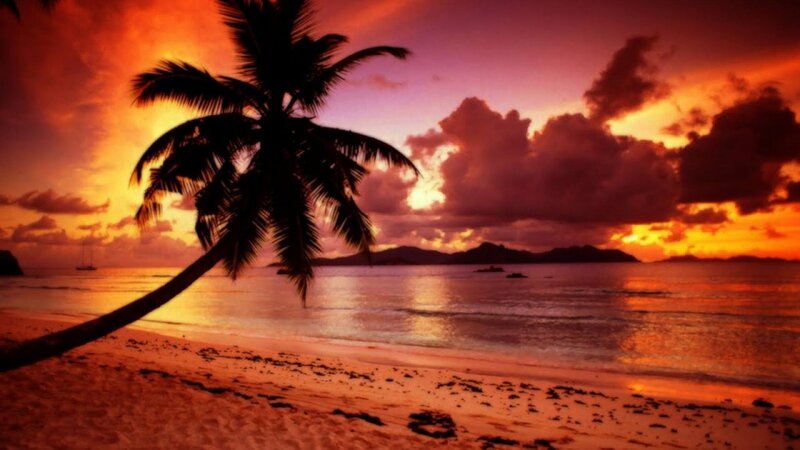 Palm Tree on Beach — Orange, Dramatic, Sunset, Photograph, Ocean
