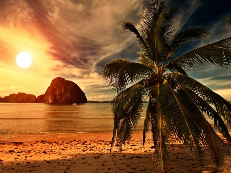 Palm Tree on Beach — Orange, Dramatic, Sunset, Photograph, Sun, Sea