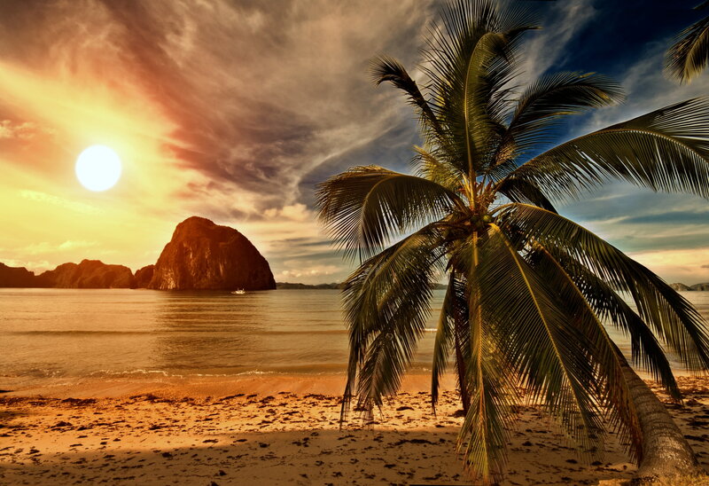 Palm Tree on Beach — Orange, Dramatic, Sunset, Photograph, Sun