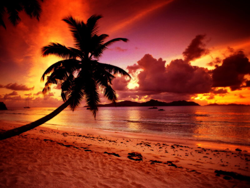 Palm Tree on Beach — Orange, Dramatic, Sunset, Photograph