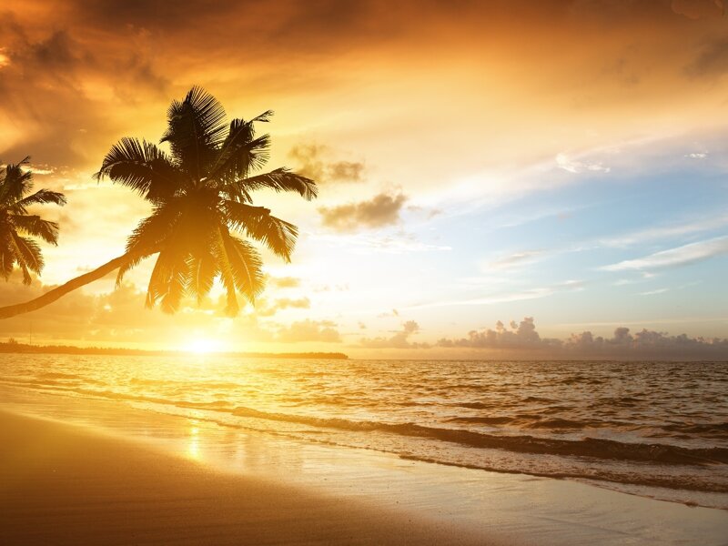 Palm Tree on Beach — Orange, Serene, Sunset, Photograph, Ocean, Sky