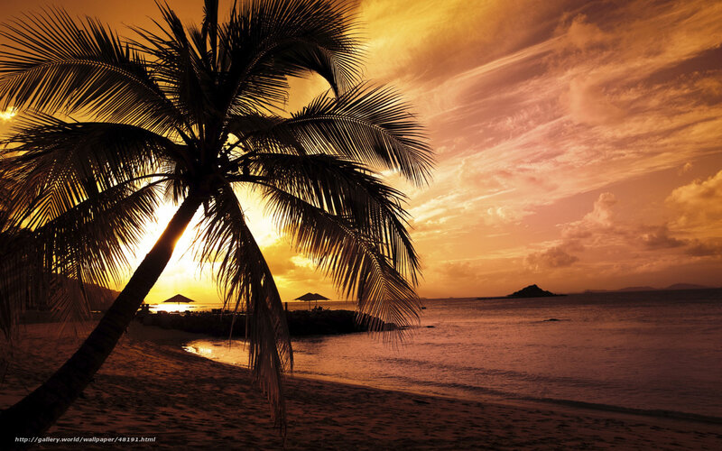 Palm Tree on Beach — Orange, Serene, Sunset, Photograph, Ocean