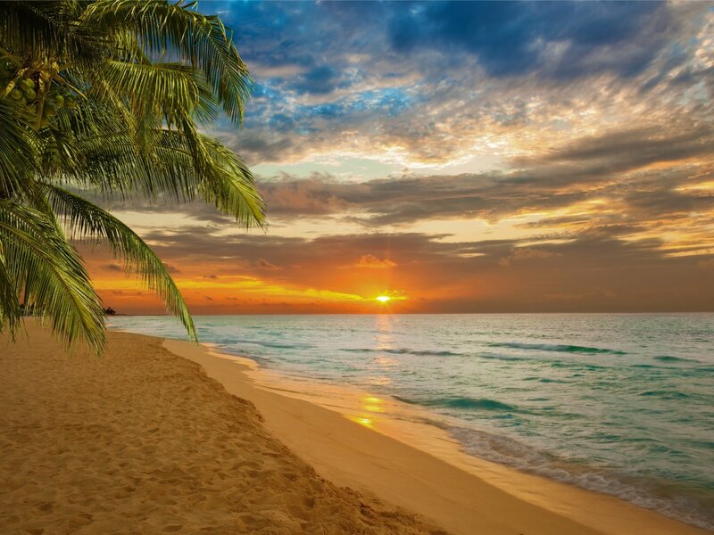 Palm Tree on Beach — Orange, Serene, Sunset, Photograph, Palm Tree, Ocean