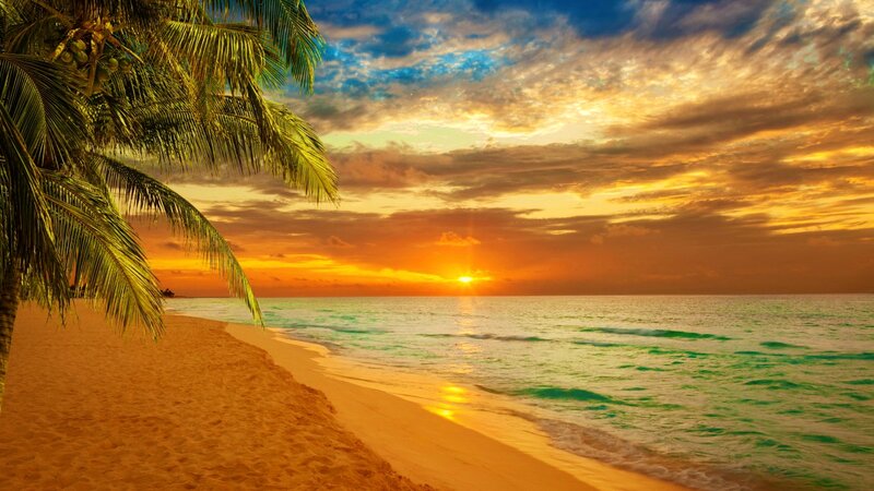 Palm Tree on Beach — Orange, Serene, Sunset, Photograph, Palm Tree