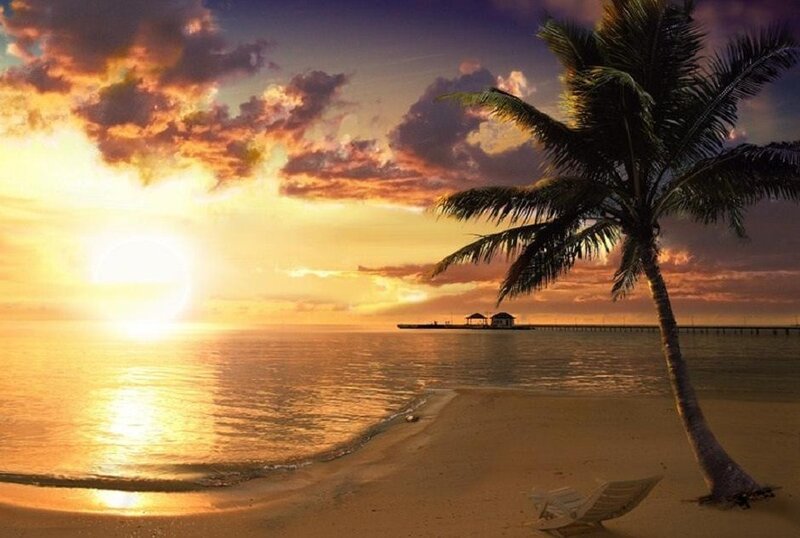 Palm Tree on Beach — Orange, Serene, Sunset, Photograph, Sun, Ocean