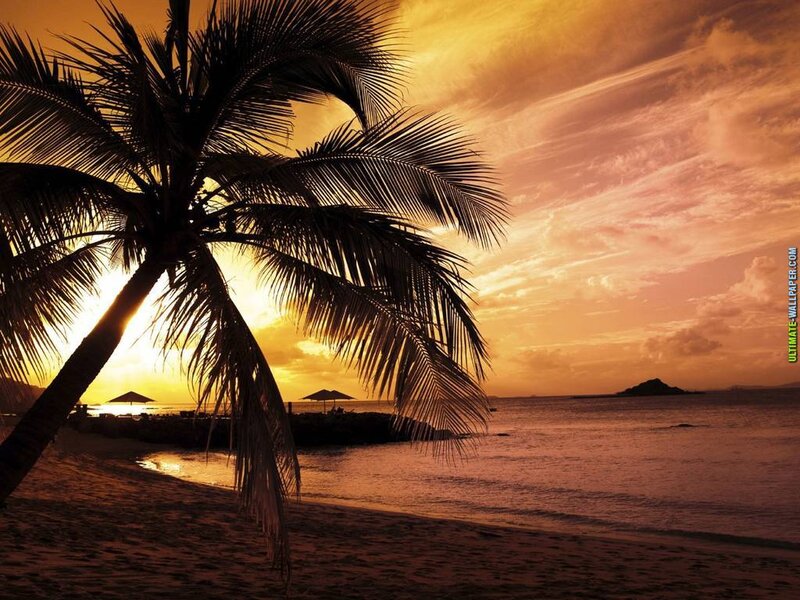 Palm Tree on Beach — Orange, Serene, Sunset