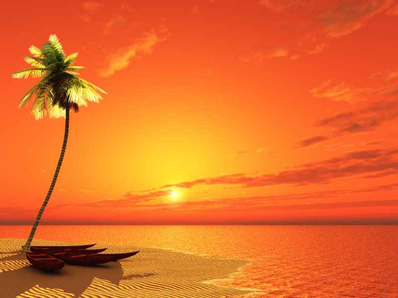 Palm Tree on Beach — Orange, Serene