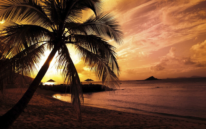 Palm Tree on Beach — Orange, Sunset