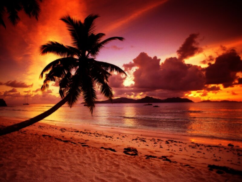 Palm Tree on Beach — Orange