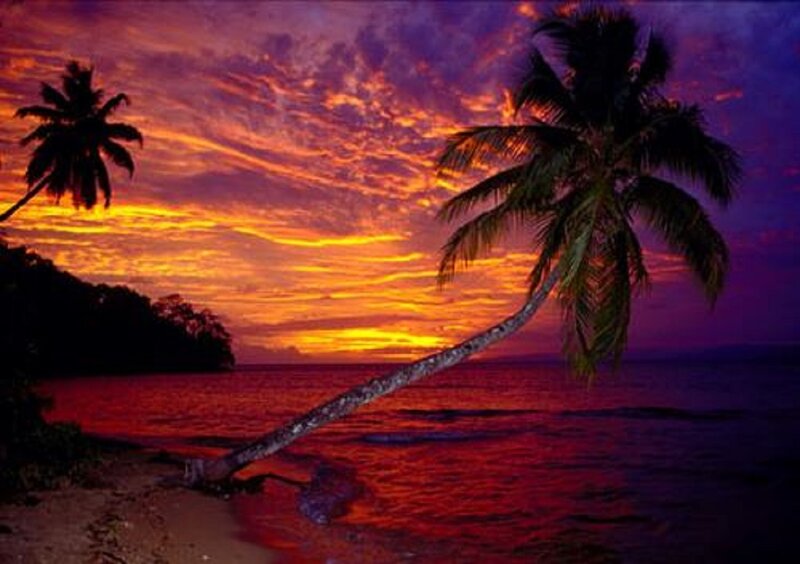 Palm Tree on Beach — Purple, Dramatic, Sunset, Photograph