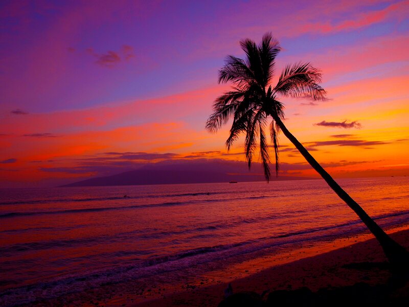 Palm Tree on Beach — Purple, Dramatic, Sunset