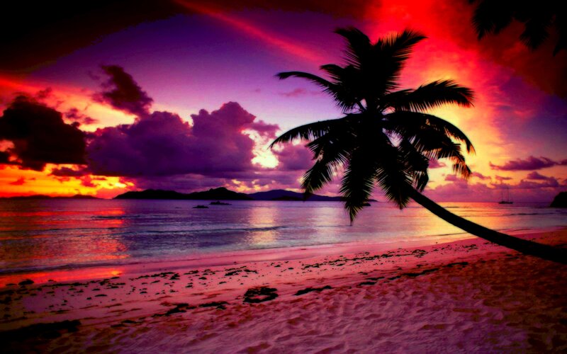 Palm Tree on Beach — Purple, Dramatic