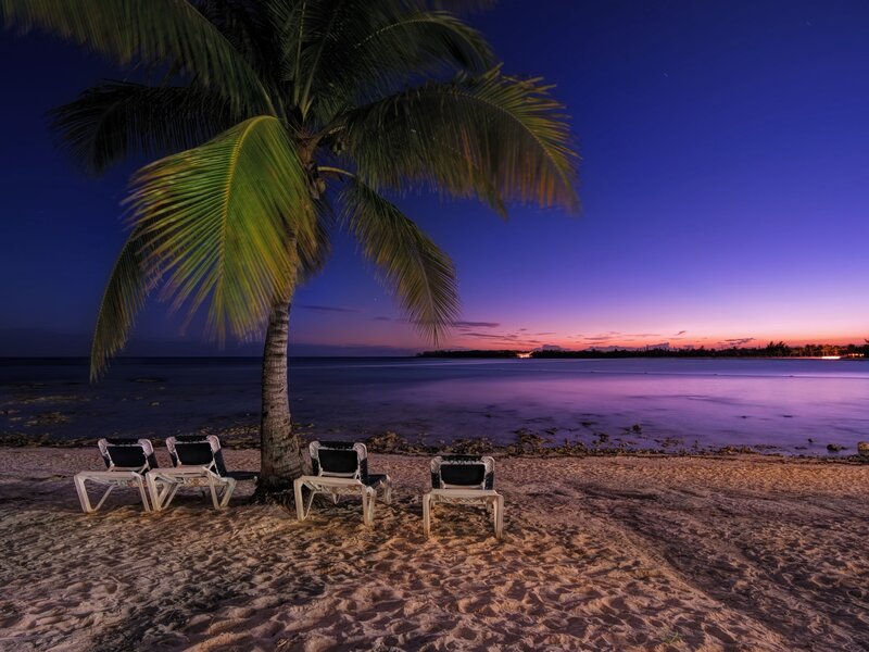 Palm Tree on Beach — Purple, Serene, Night