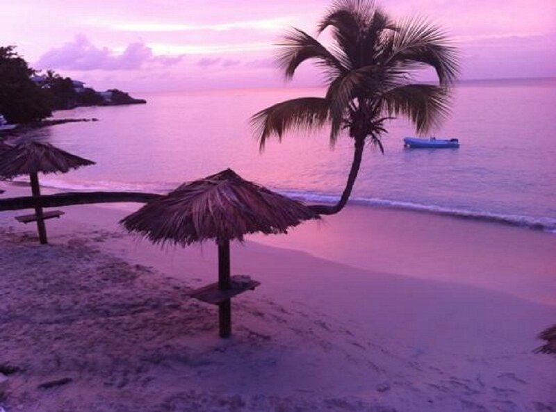 Palm Tree on Beach — Purple, Serene