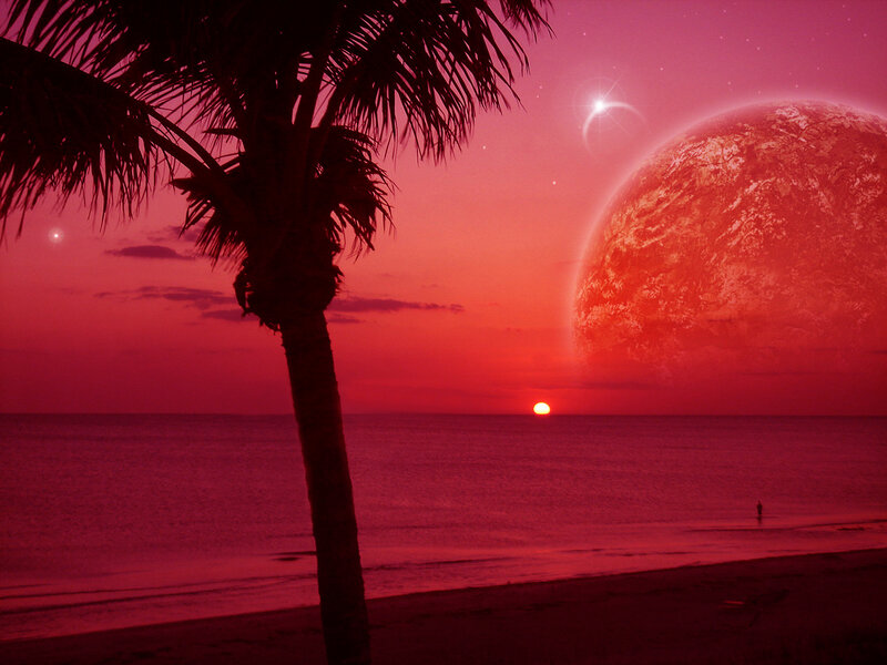 Palm Tree on Beach — Red, Dramatic