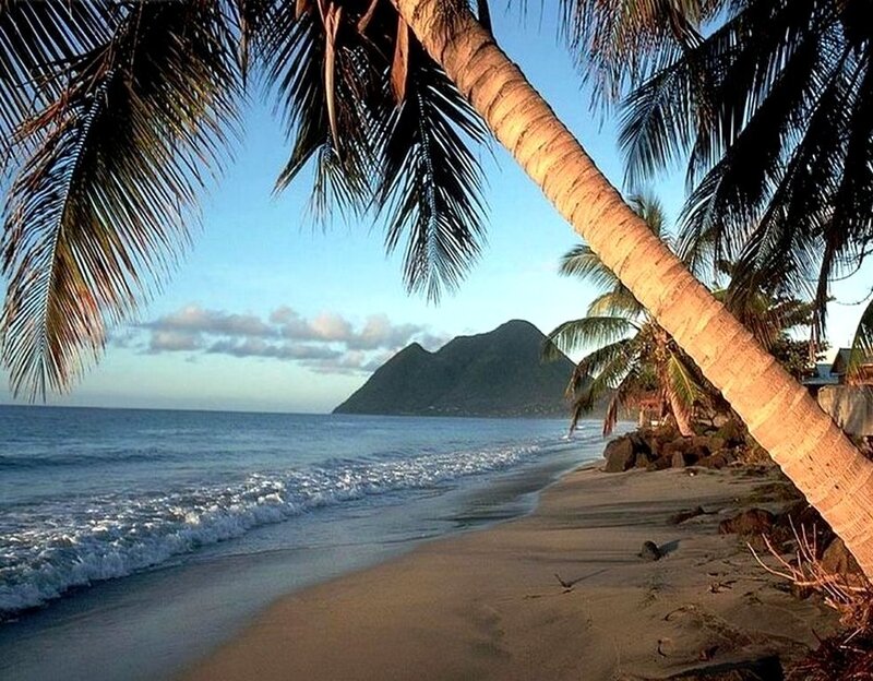 Palm Tree on Beach