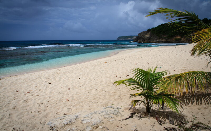 Palm Tree on Beach — White, Dramatic