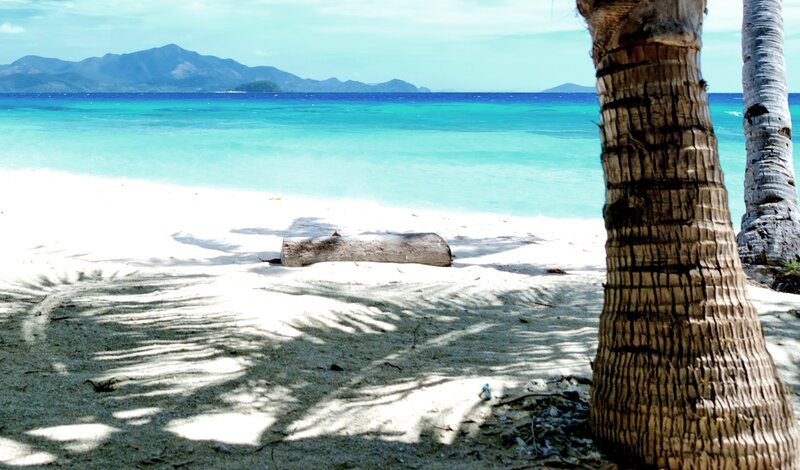 Palm Tree on Beach — White, Serene, Afternoon, Photograph