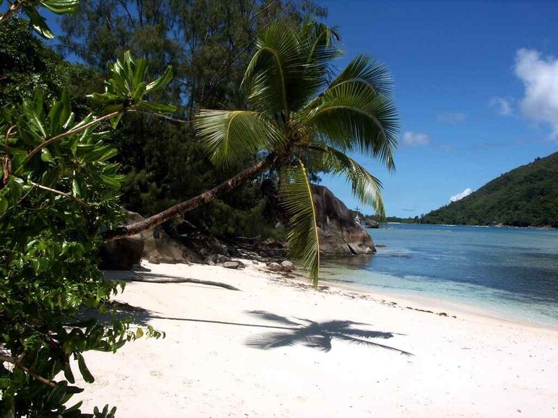 Palm Tree on Beach — White, Serene, Afternoon
