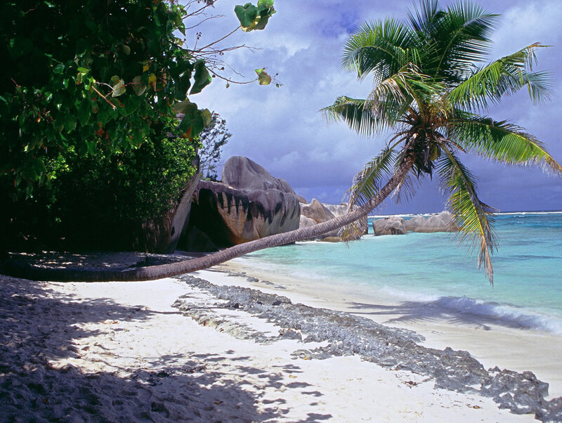Palm Tree on Beach — White, Serene