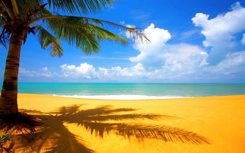 Palm Tree on Beach — Yellow, Photograph