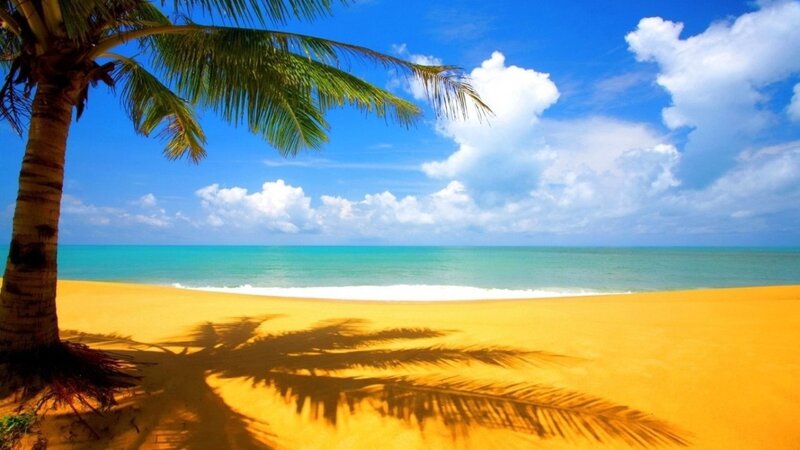 Palm Tree on Beach — Yellow, Serene, Afternoon, Photograph