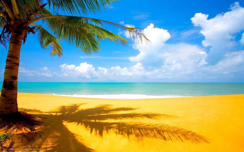 Palm Tree on Beach — Yellow, Serene, Afternoon