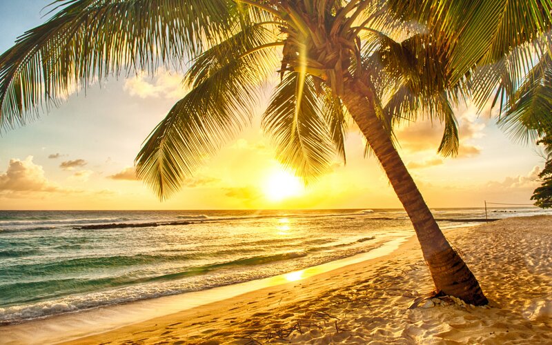 Palm Tree on Beach — Yellow, Serene, Sunset, Photograph, Ocean