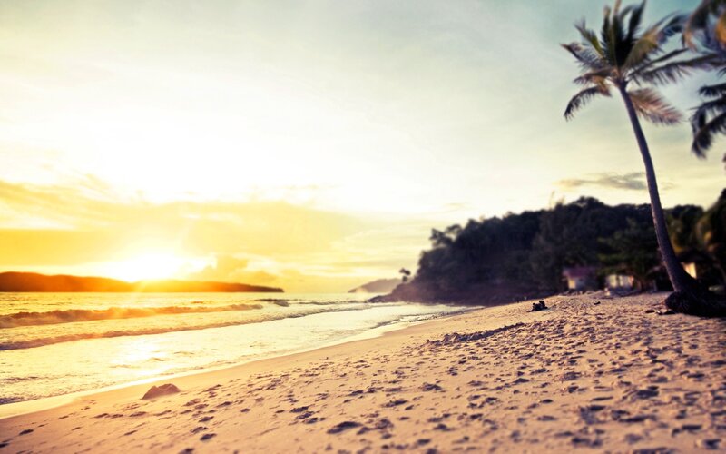 Palm Tree on Beach — Yellow, Serene, Sunset, Photograph, Ocean, Trees