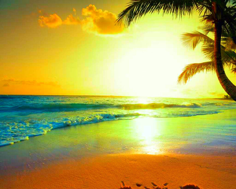 Palm Tree on Beach — Yellow, Serene, Sunset, Photograph, Palm Tree
