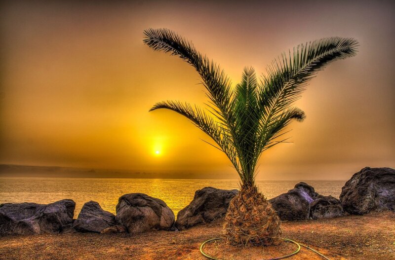 Palm Tree on Beach — Yellow, Serene, Sunset, Photograph