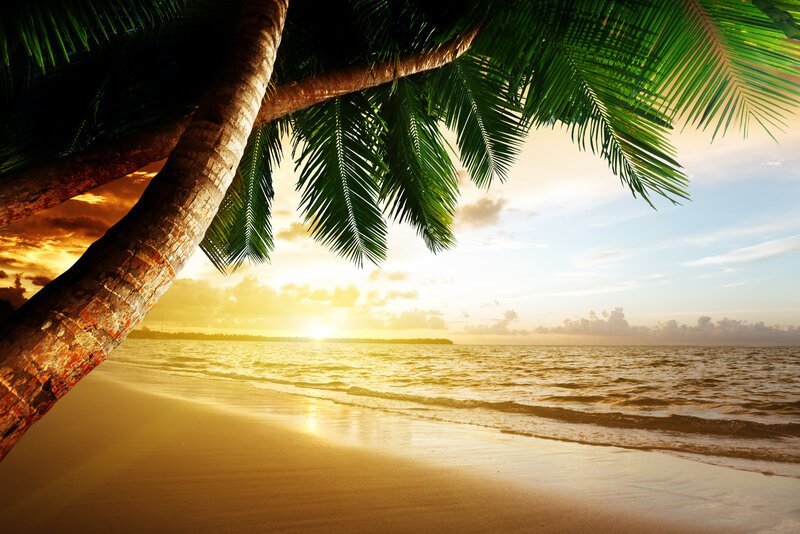 Palm Tree on Beach — Yellow, Serene, Sunset