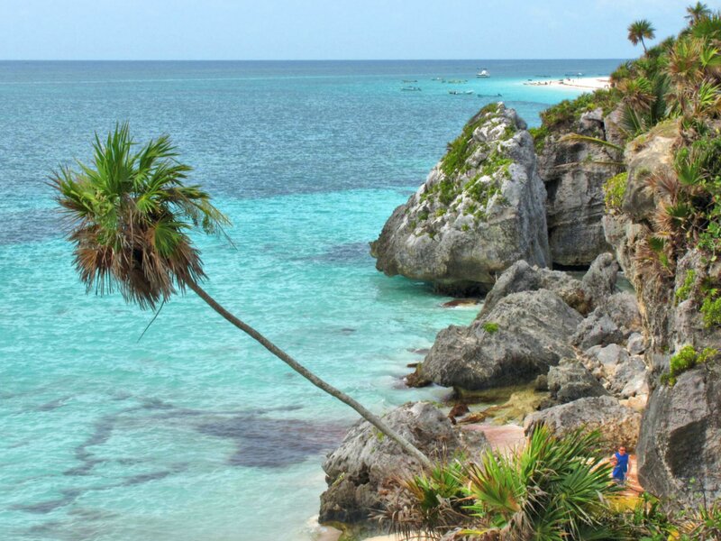 Palm Tree on Cliff