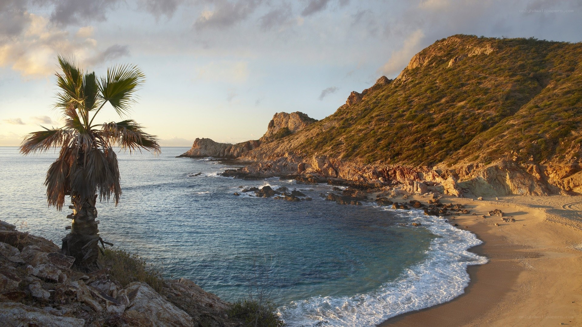 Palm tree on coastal cliff
