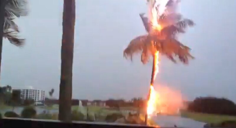 Palm Tree on Fire