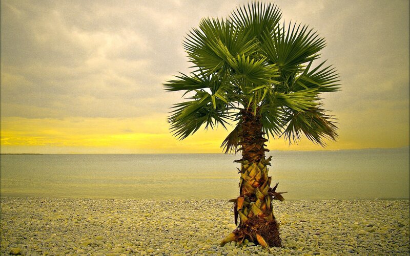 Palm tree on pebble beach
