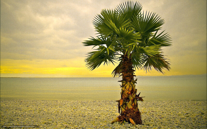 Palm Tree on Pebble Beach — Green, Serene, Sunset, Photograph
