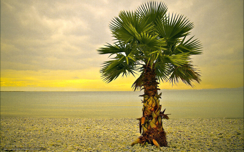 Palm Tree on Pebble Beach — Green, Serene, Sunset