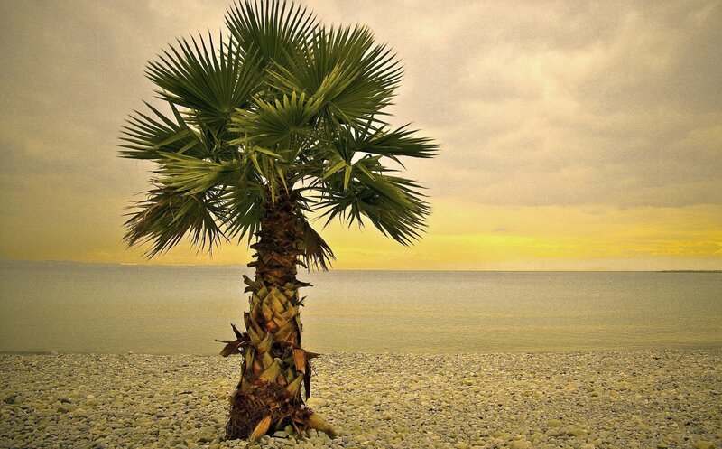 Palm Tree on Pebble Beach — Green, Serene