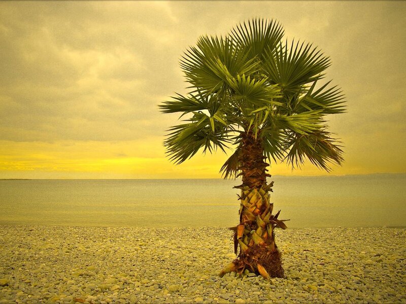 Palm Tree on Pebble Beach — Yellow