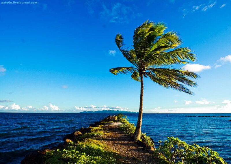 Palm Tree on Pier