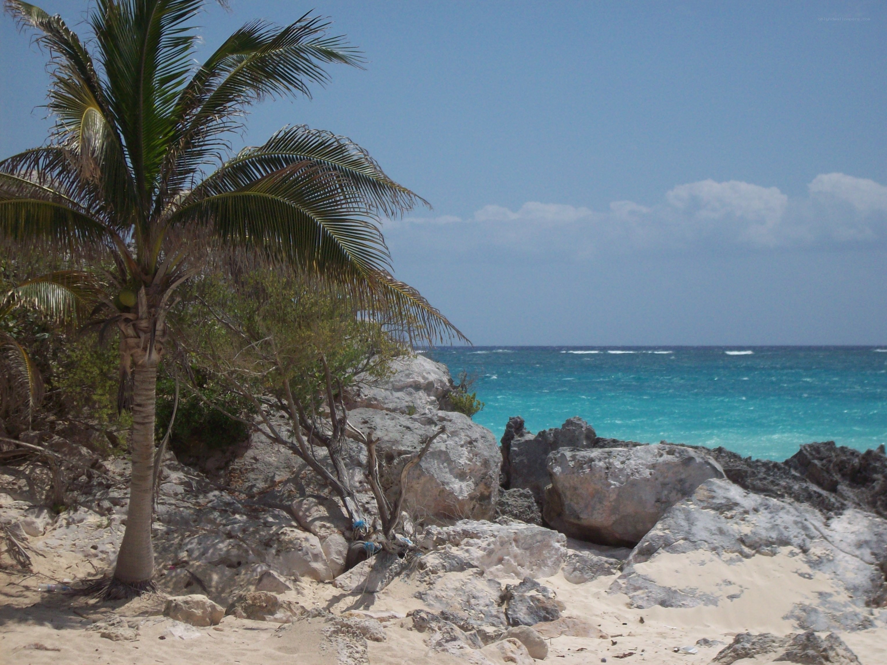 Palm tree on rocky beach