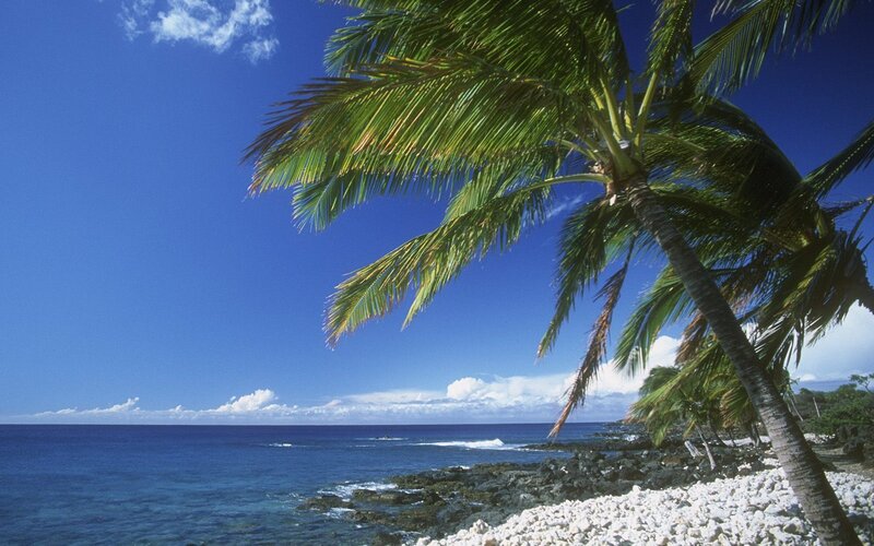 Palm Tree on Rocky Beach — Blue, Serene, Afternoon, Photograph, Ocean