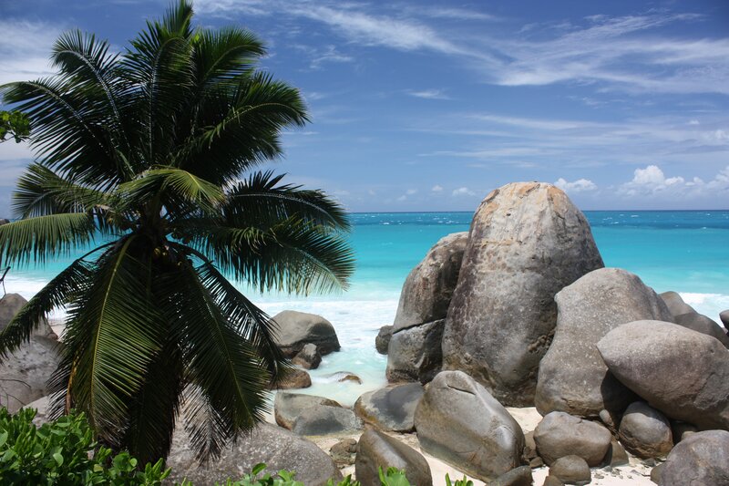 Palm Tree on Rocky Beach — Blue, Serene